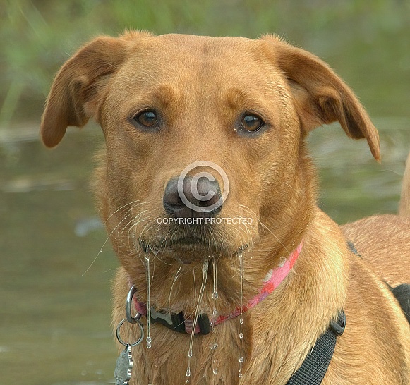 Red Fox Labrador