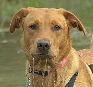 Red Fox Labrador