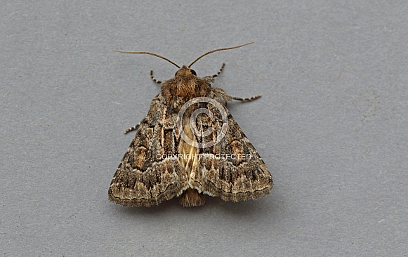 Straw Underwing