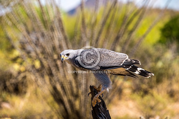Grey Hawk