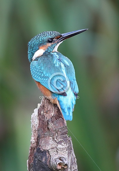 Kingfisher