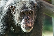 Chimpanzee Face Shot Looking Towards Camera