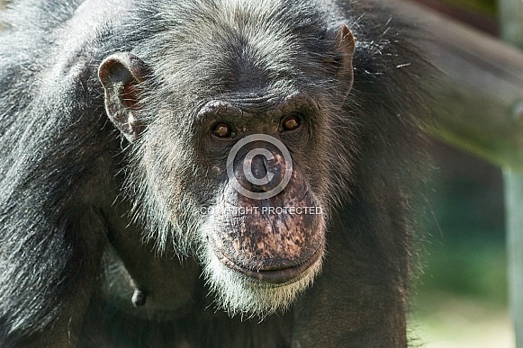 Chimpanzee Face Shot Looking Towards Camera Chimpanzee Face Shot Looking Towards Camera