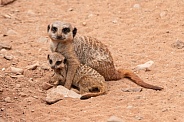 Mum and Baby Meerkat Full Body