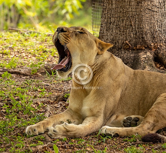 Female African Lions Female African Lions
