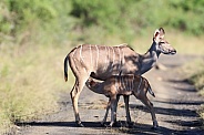 Antelope (Kudu)  baby and mom