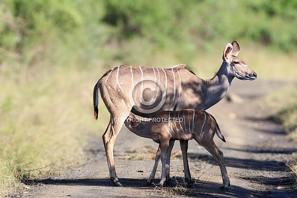 Antelope (Kudu) baby and mom Antelope (Kudu) baby and mom