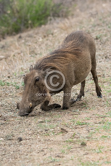 Warthog