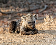 Spotted Hyena Cub