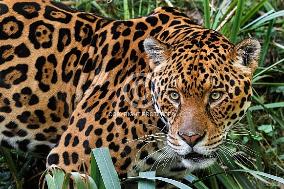 Close up of Jaguar Looking Sideways