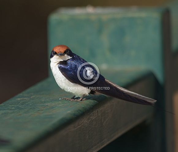 Wire-tailed Swallow Wire-tailed Swallow