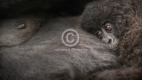 Wild mountain gorilla in the nature habitat