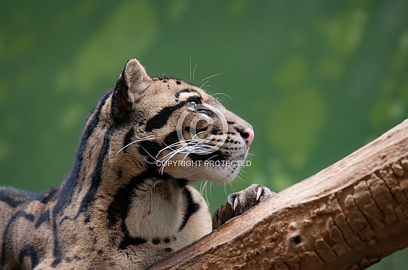 Clouded Leopard Clouded Leopard