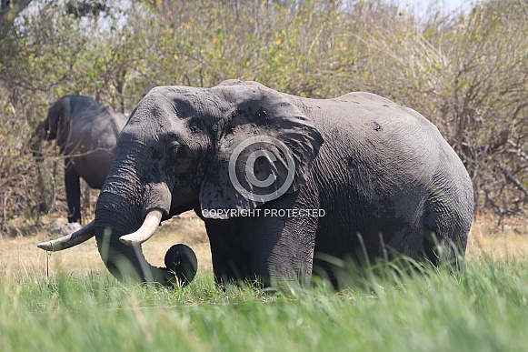 Bull Elephant wading through the river