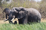 Bull Elephant wading through the river