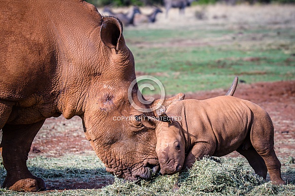 White Rhino mother and calf