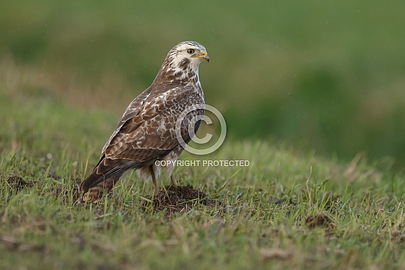Eurasian Buzzard Buteo buteo