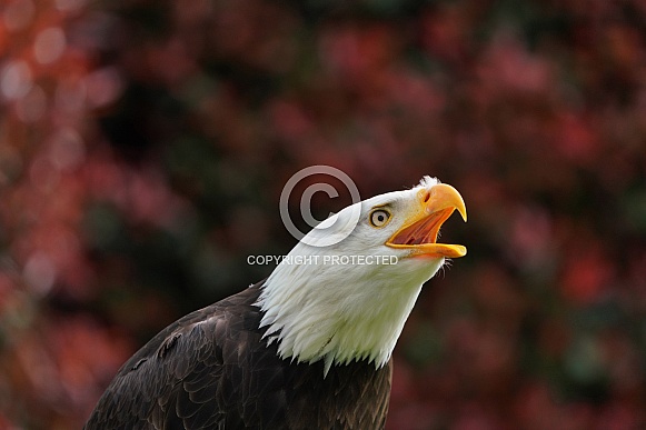 Bald Eagle Bald Eagle