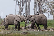 African Bush Elephant