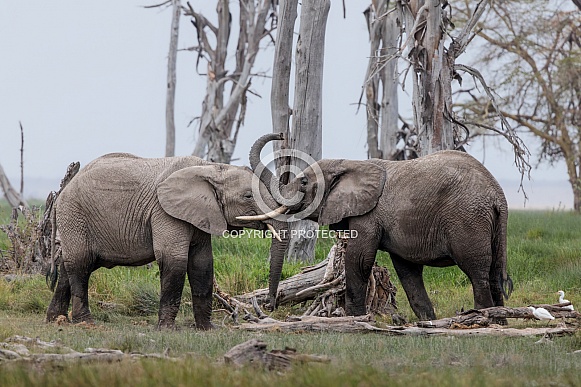 African Bush Elephant