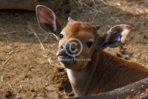 Young Banteng Calf Young Banteng Calf