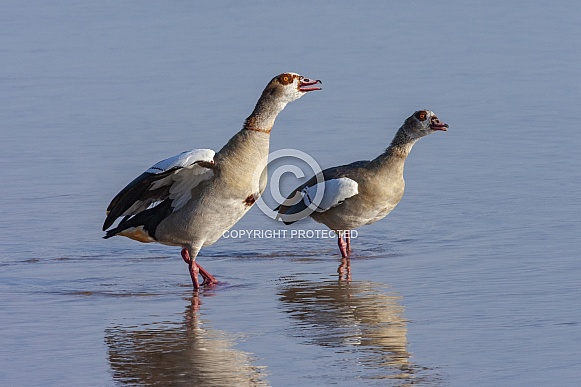 Egyptian Goose - Chobe National Park - Botswana