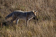 Coyote