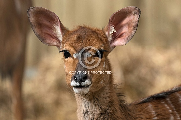 Nyala Antelope Head Shot Ears Out Nyala Antelope Head Shot Ears Out