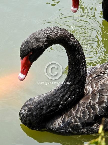 Black Swan