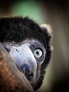 Crowned Sifaka