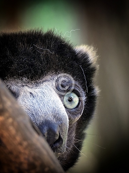 Crowned Sifaka