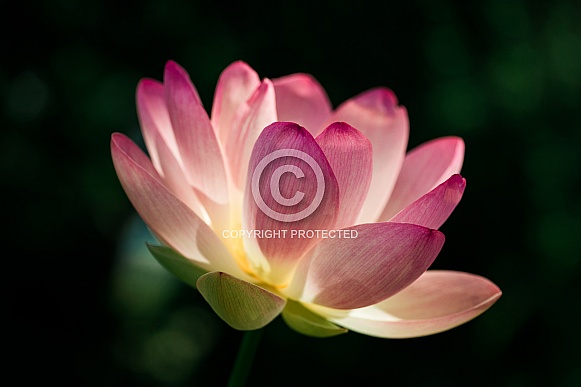 Lotus Flower Lotus Flower