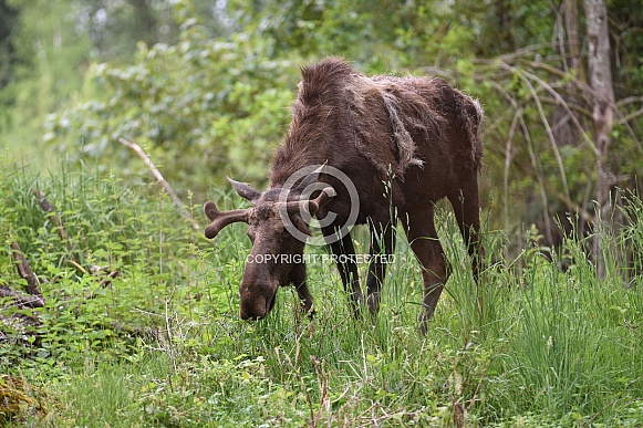 Bull Moose Bull Moose