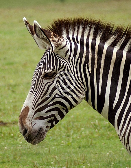 Zebra Zebra
