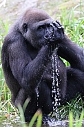 Gorilla drinking water