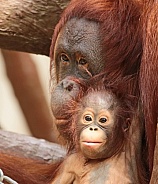 mother and child orangutan