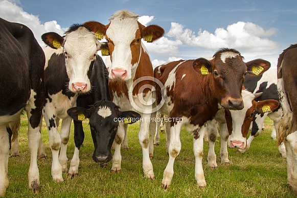 Dutch Cow and Cows