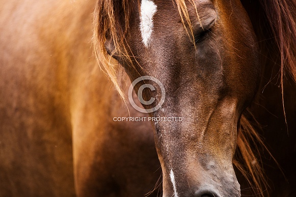 Tennessee Walking Horse