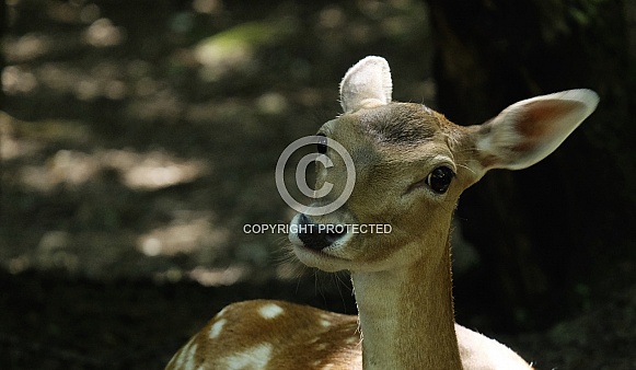 Fallow deer