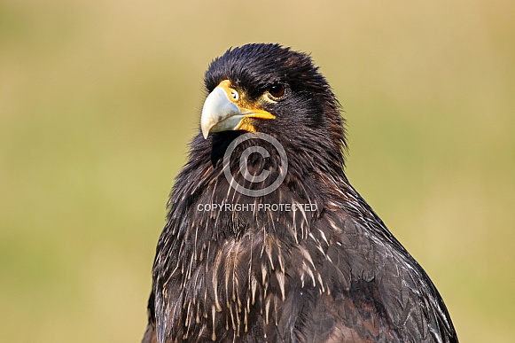 Striated caracara (Phalcoboenus australis) Striated caracara (Phalcoboenus australis)