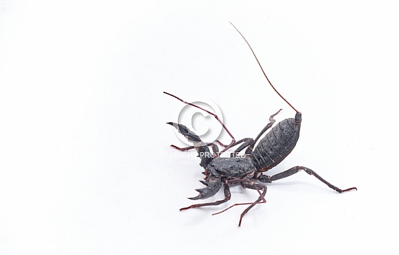 Florida vinegaroon - Mastigoproctus giganteus floridanus, also known as the giant whip tailed scorpion or grampus a harmless arachnid that sprays acetic acid vinegar from the base of its tail. Florida vinegaroon - Mastigoproctus giganteus floridanus, also known as the giant whip tailed scorpion or grampus a harmless arachnid that sprays acetic acid vinegar from the base of its tail.