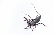 Florida vinegaroon - Mastigoproctus giganteus floridanus, also known as the giant whip tailed scorpion or grampus a harmless arachnid that sprays acetic acid vinegar from the base of its tail.