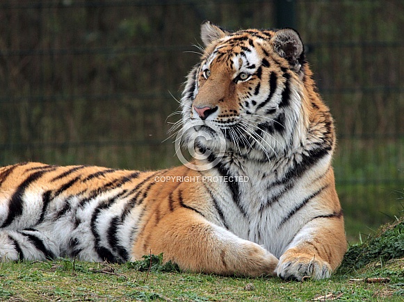Siberian Tiger