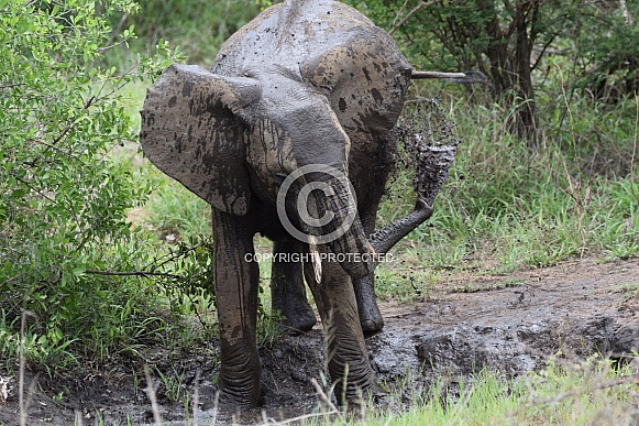 Elephant