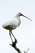 The Eurasian spoonbill