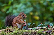 Red Squirrel