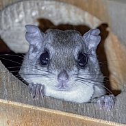southern flying squirrel - Glaucomys volans -