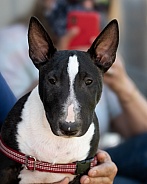 Black and white mini bull terrier puppy portrait