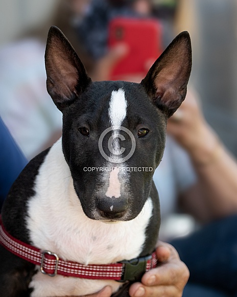 Black and white mini bull terrier puppy portrait