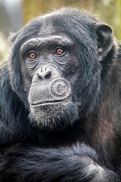 Chimpanzee (Pan troglodytes)